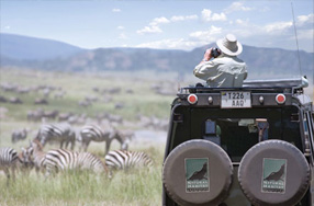 Photo of Zebras