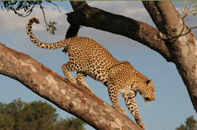 Photo of a Leopard