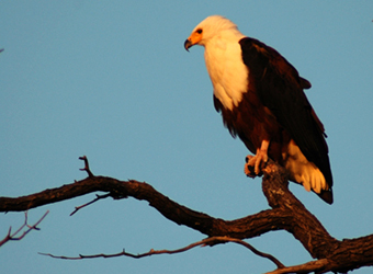 African Fish Eagle