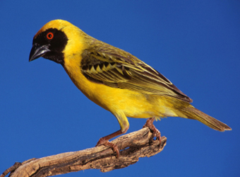 African Masked Weaver