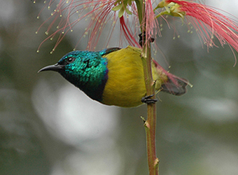 Collared Sunbird