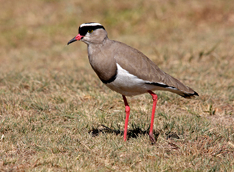 Crowned Plover