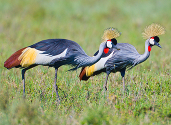 Grey Crowned Crane