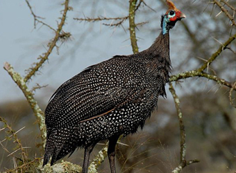 Helmeted Guinea-fowl