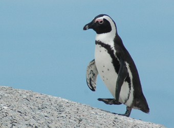 Jackass Penguin