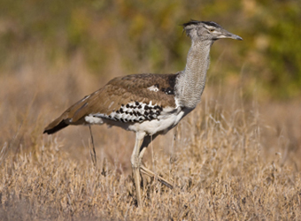 Kori Bustard