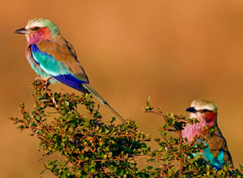 Lilac Breasted Roller