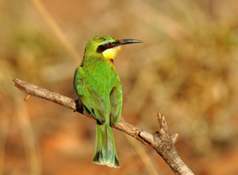 Little Bee-eater