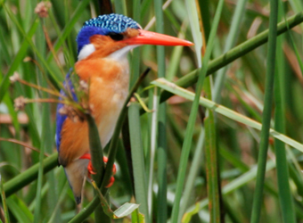 south african birds identification