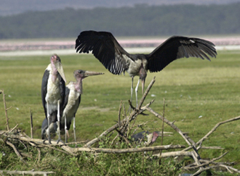 Marabou Stork