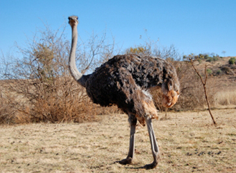 Ostrich