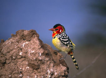 Red and Yellow Barbet