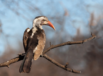 Red-billed Hornbill