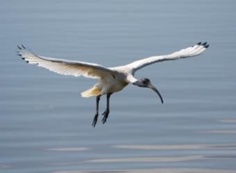 Sacred Ibis