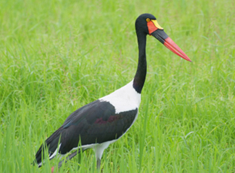 Saddle-billed Stork