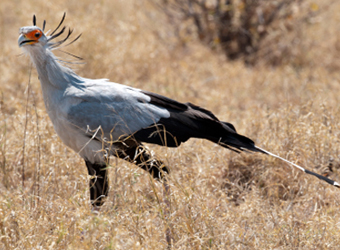 Secretary Bird