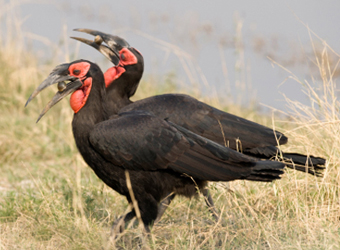 Southern Ground Hornbill