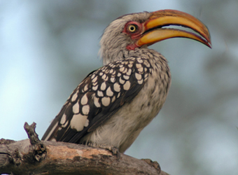 Yellow Billed Hornbill