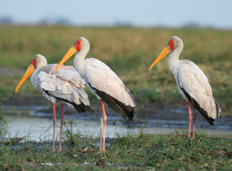 Yellow-billed Stork