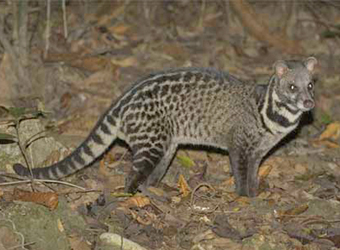 African Civet