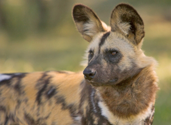 African Wild Dog