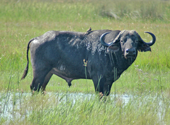 Buffalo