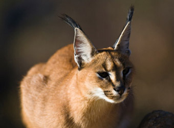 Caracal