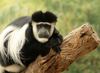 Colobus Monkey