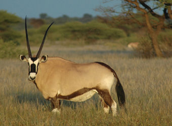 Gemsbok