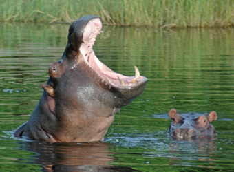 Hippopotamus