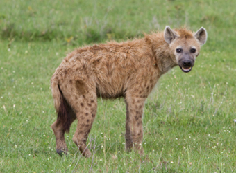 four legged wild animals