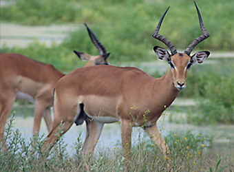 Impala