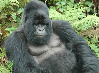 Mountain Gorilla