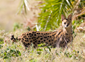 Serval