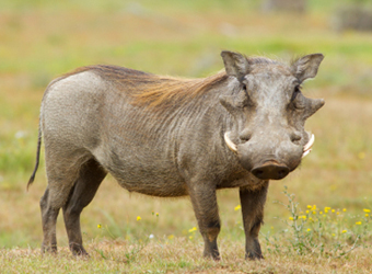 Warthog