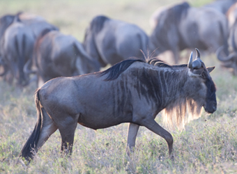 Wildebeest