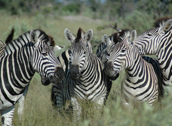 Zebra legs, Two zebras - three forelegs, not quite sure how…