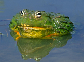 African Bullfrog