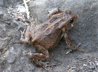 African Common Toad