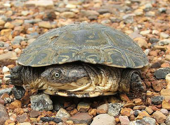 African Helmeted Turtle