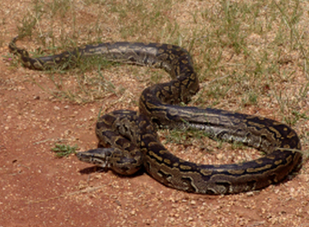 African Rock Python