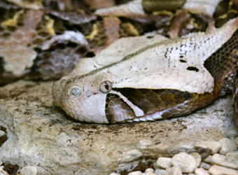 Gaboon Viper