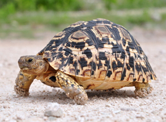 Leopard Tortoise