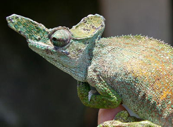 Strange-nosed Chameleon