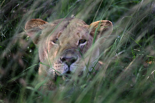 lion in grass