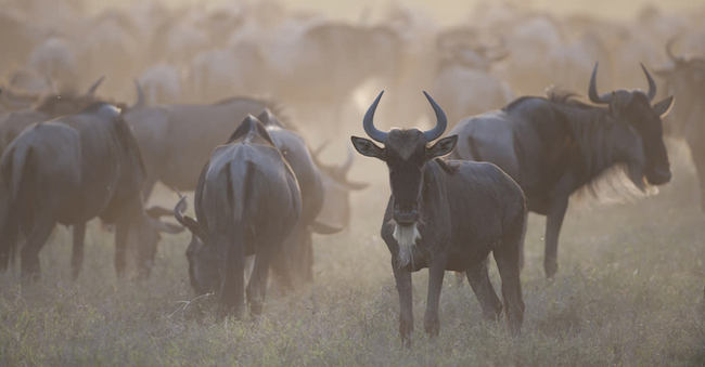 A herd of wildebeest grazes at dusk during the great serengeti migration in Tanzania