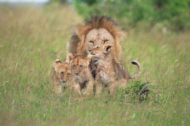 male lion watches over his cubs