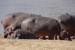 hippos on land