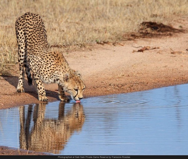 cheetah drinking with reflection sabi wabi