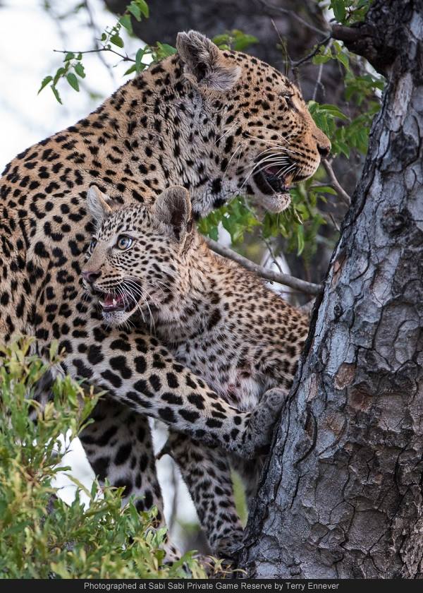 mother leopard and juvenile cub in a tree.